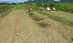 [철농이] 곰보배추(설건초)풀매기 